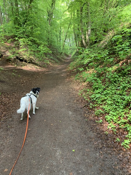 A path through a forrest, full of fresh green and a dog looking into the camera