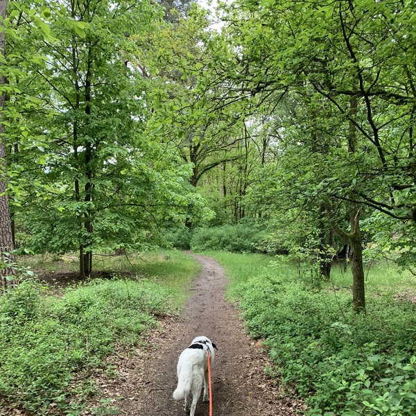 A path in the woods, with a dog on a long leash