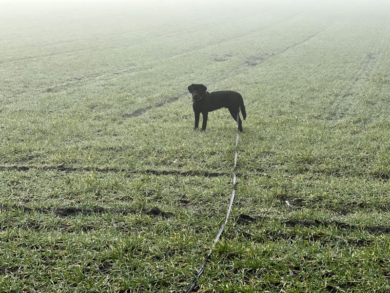 A black Labrador standing on a field and watching into the camera