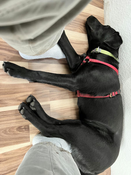 A dog sleeping on human feet