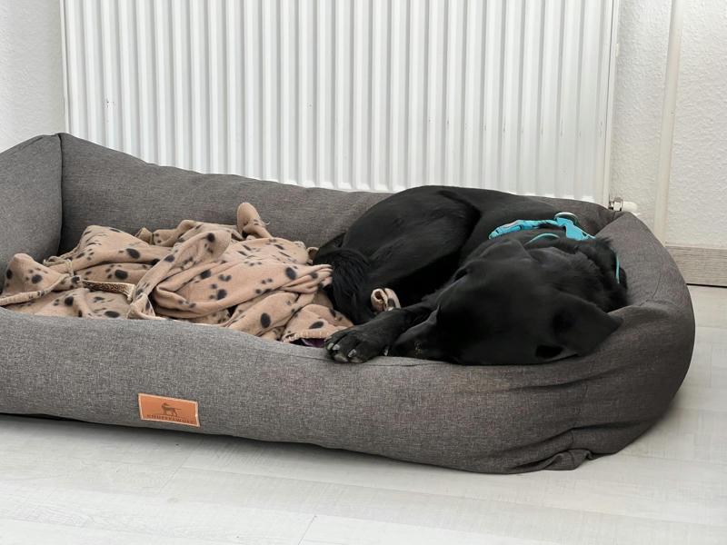 A Labrador sleeping in his bed