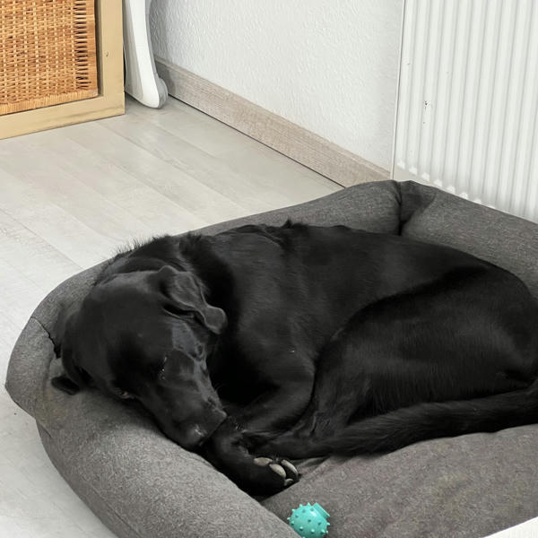 Alfons, a black Labrador, lying in his basket, sleeping