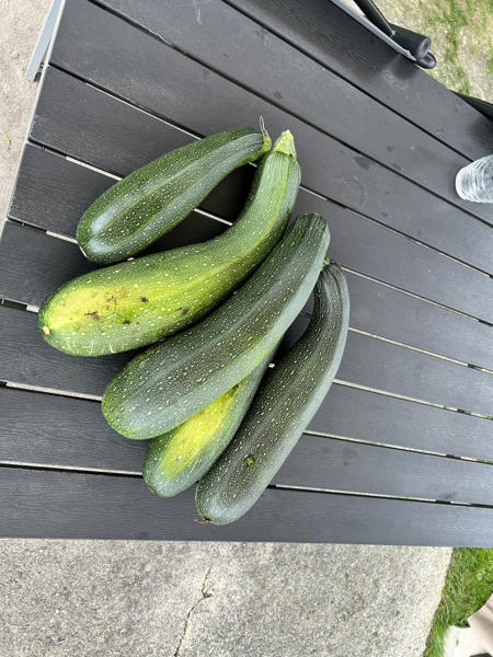 Five pretty large Zucchini