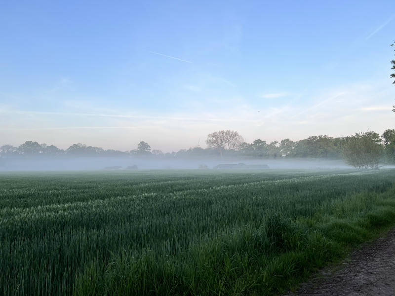 A misty morning scene over a lush green field with tall crops, partially obscured by low-lying fog. Trees line the background under a soft blue sky with light clouds.
