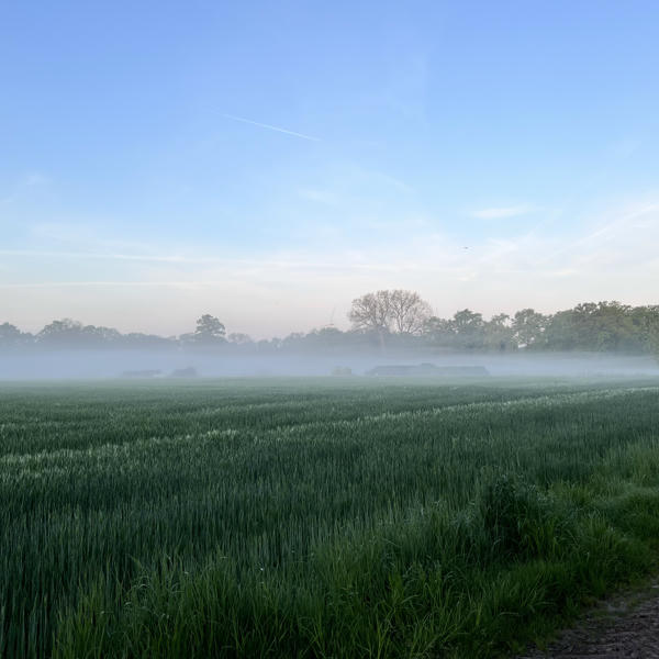 A misty morning scene over a lush green field with tall crops, partially obscured by low-lying fog. Trees line the background under a soft blue sky with light clouds.