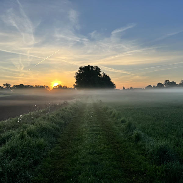 A scenic early morning landscape with the sun rising behind a cluster of trees, casting a golden glow through the mist over green fields and a plowed path. Wispy clouds streak the blue and orange sky.